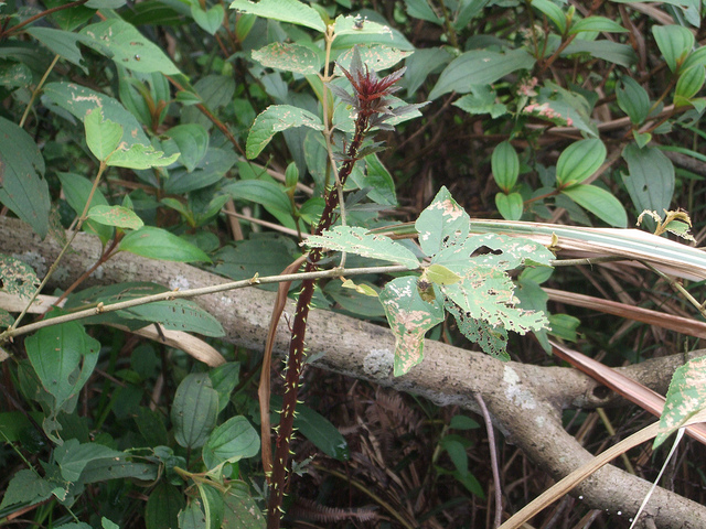 Rubus corchorifolius