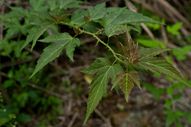 Rubus corchorifolius