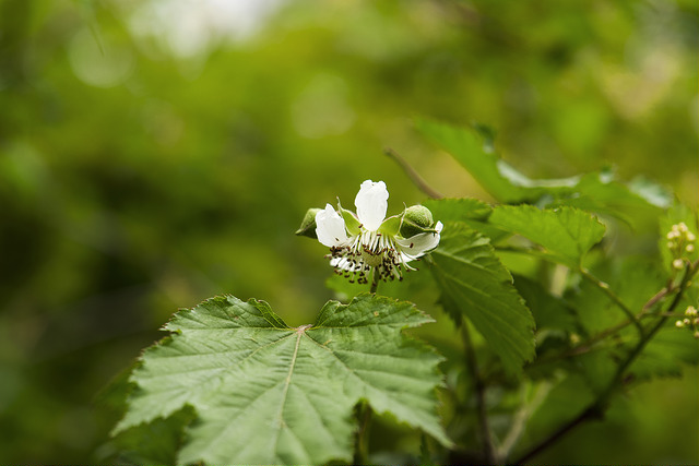 Rubus crataegifolius