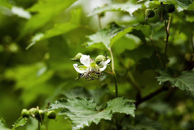 Rubus crataegifolius