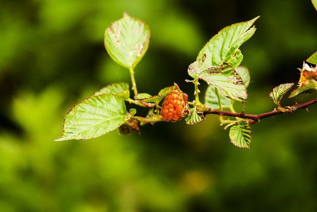 Rubus crataegifolius