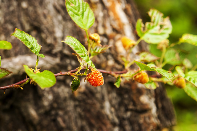 Rubus crataegifolius