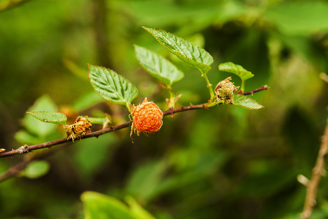 Rubus crataegifolius
