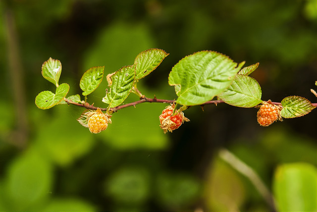 Rubus crataegifolius