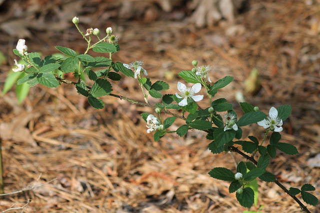 Rubus cuneifolius