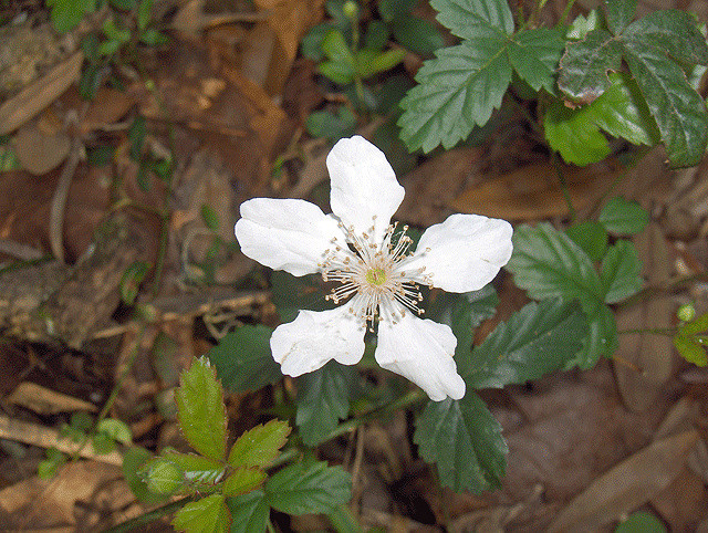 Rubus cuneifolius (Rubus cuneifolius)