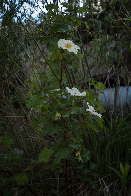 Rubus deliciosus