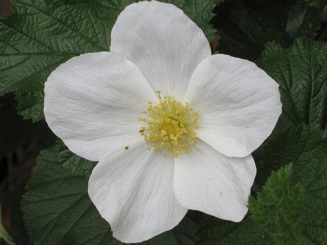 Rubus deliciosus