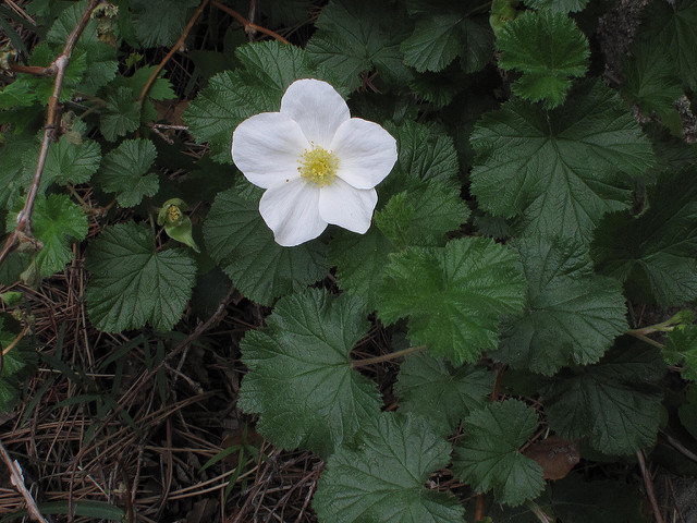 Rubus deliciosus