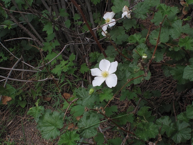 Rubus deliciosus