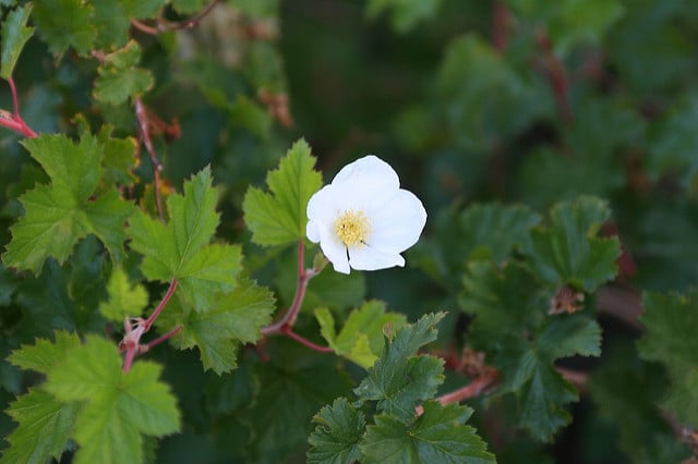 Rubus deliciosus