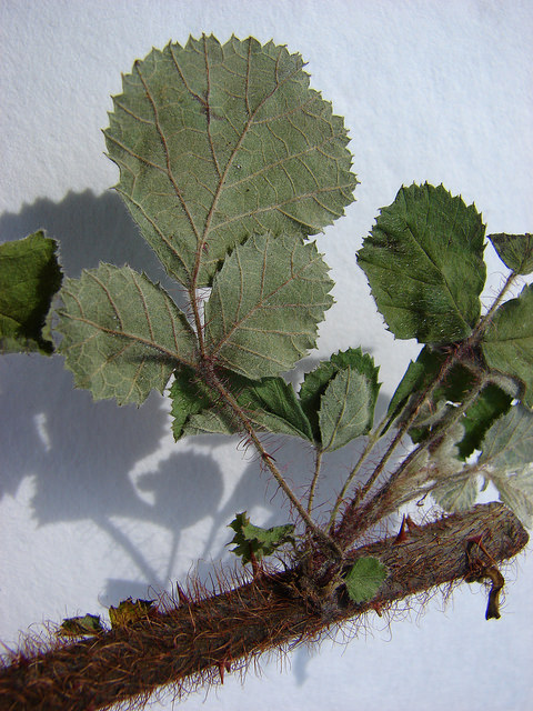 Rubus ellipticus
