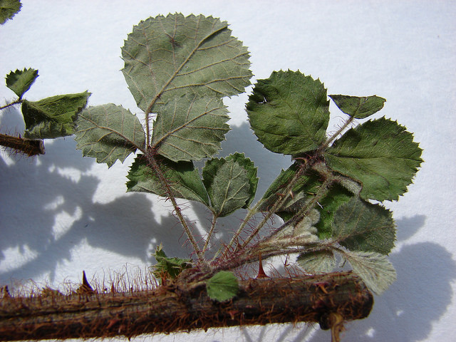 Rubus ellipticus