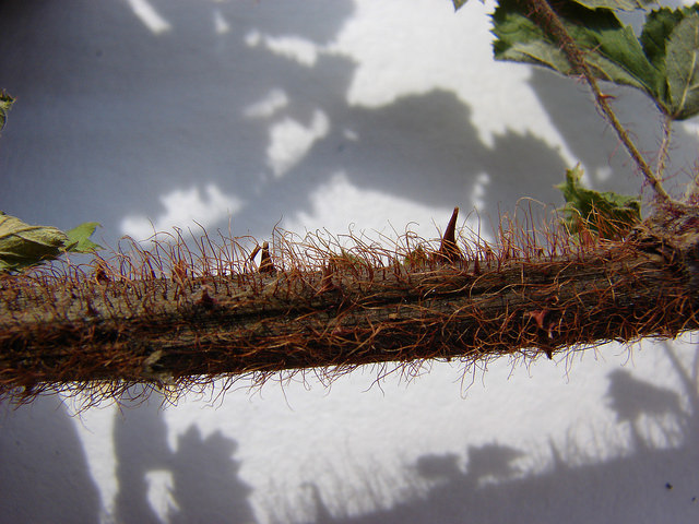 Rubus ellipticus
