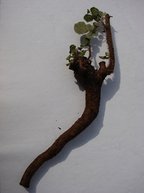 Rubus ellipticus