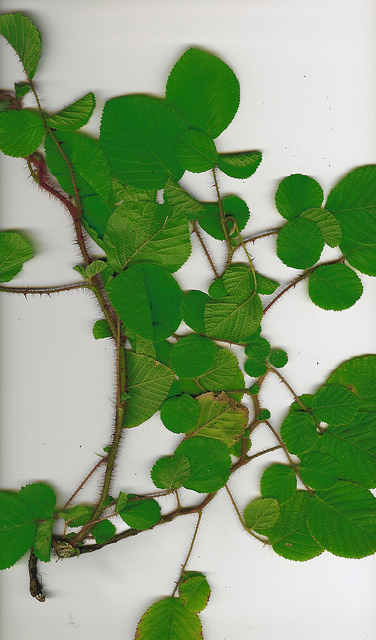 Rubus ellipticus