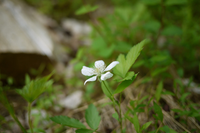Rubus flagellaris
