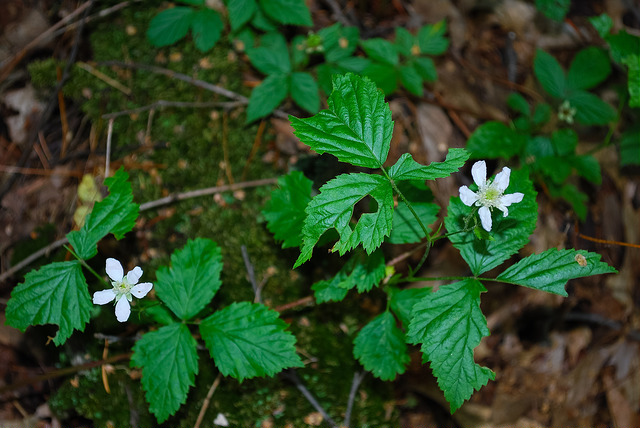 Rubus flagellaris