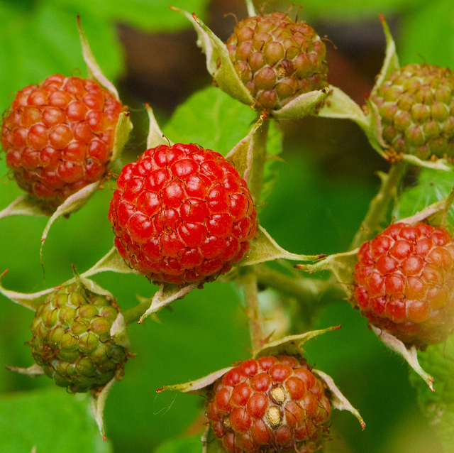 Rubus flagellaris