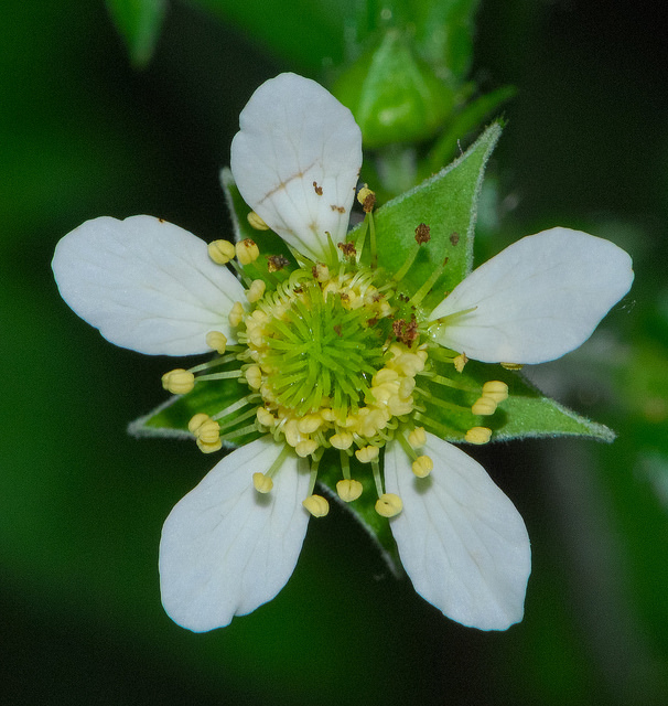 Rubus flagellaris
