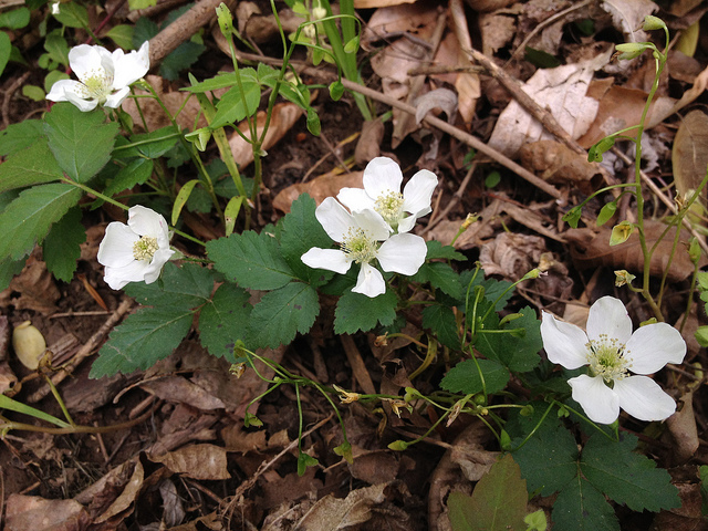 Rubus flagellaris