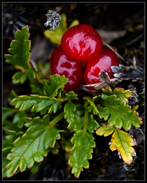 Rubus gunnianus