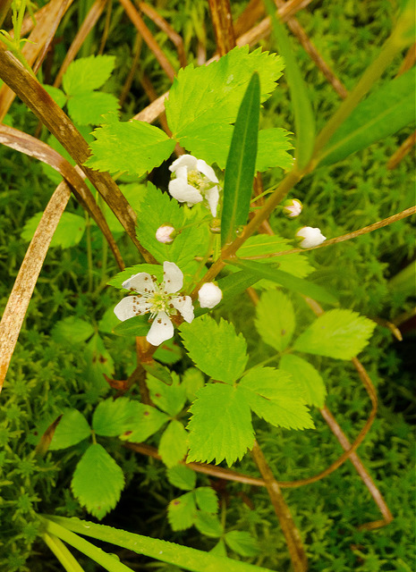Rubus hispidus
