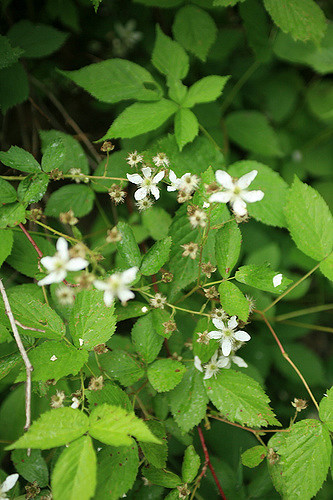 Rubus hispidus