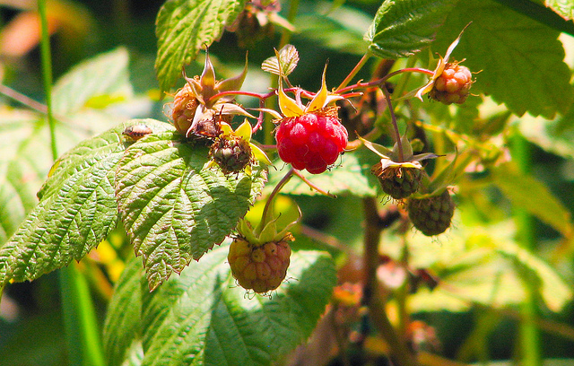 Framboisier (Rubus idaeus)