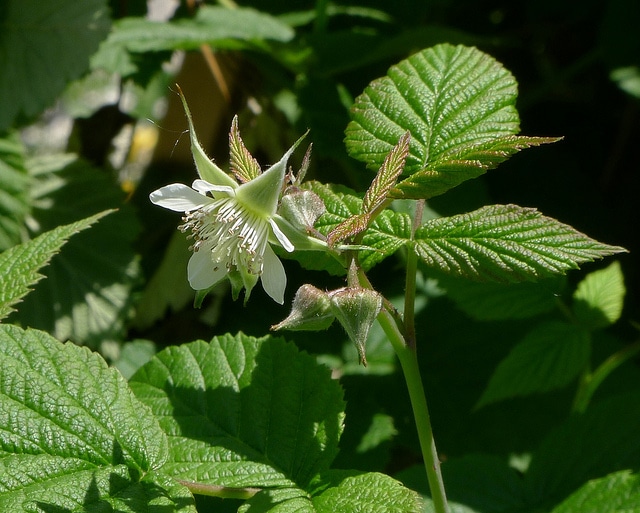 Rubus leucodermis