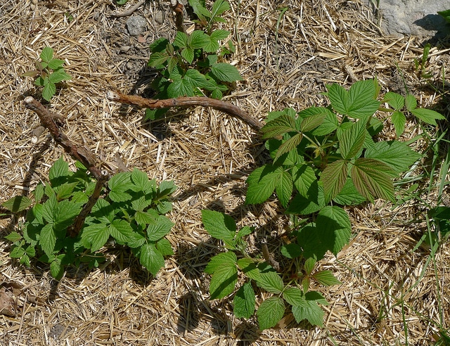 Rubus leucodermis