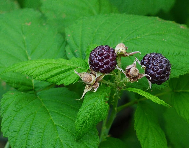 Rubus leucodermis