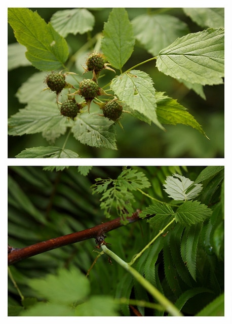 Rubus leucodermis