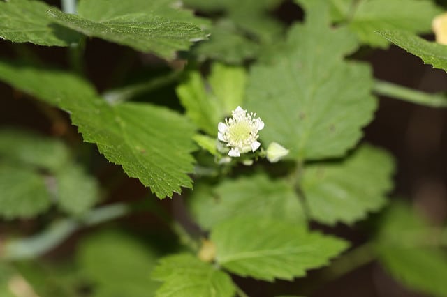Rubus leucodermis