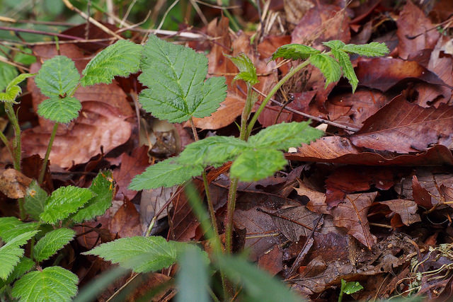 Rubus microphyllus