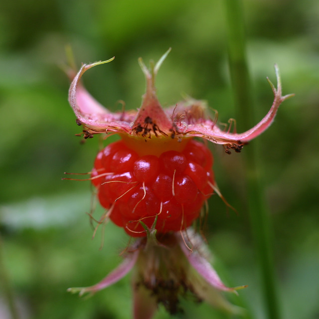 Ronce du népal (Rubus nepalensis)