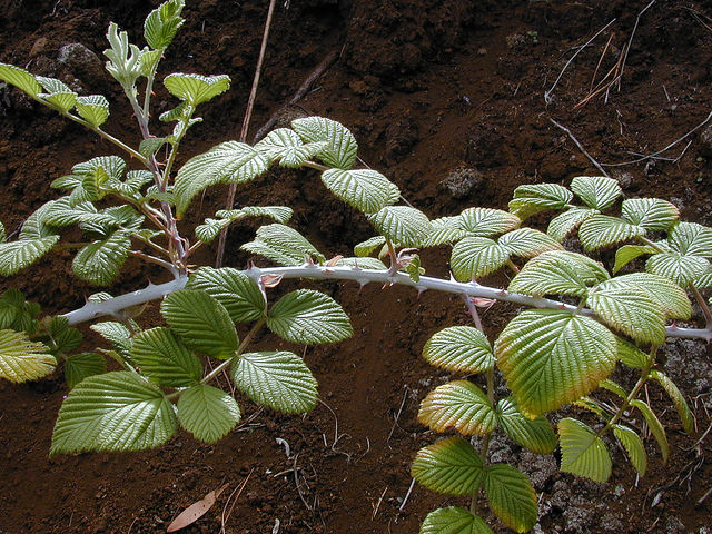 Rubus niveus