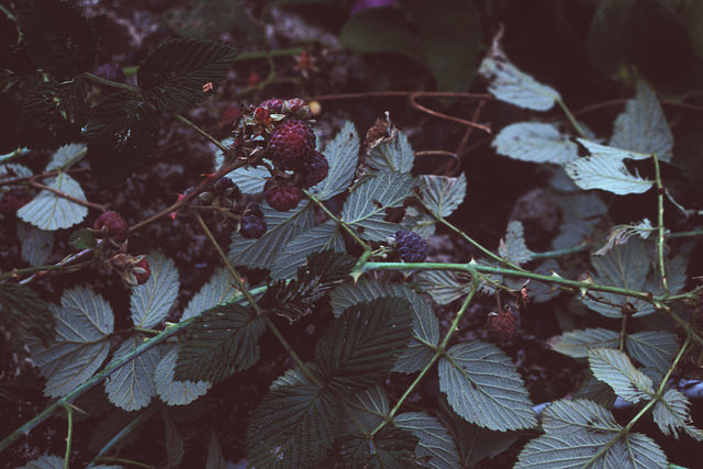 Rubus niveus