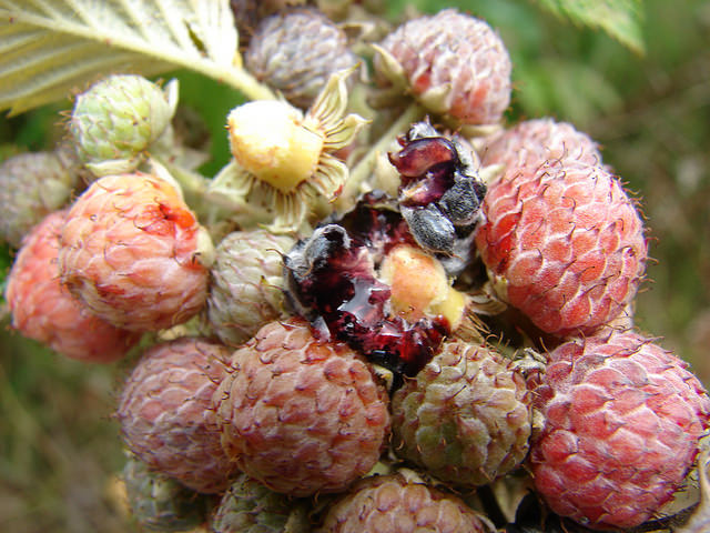 Rubus niveus