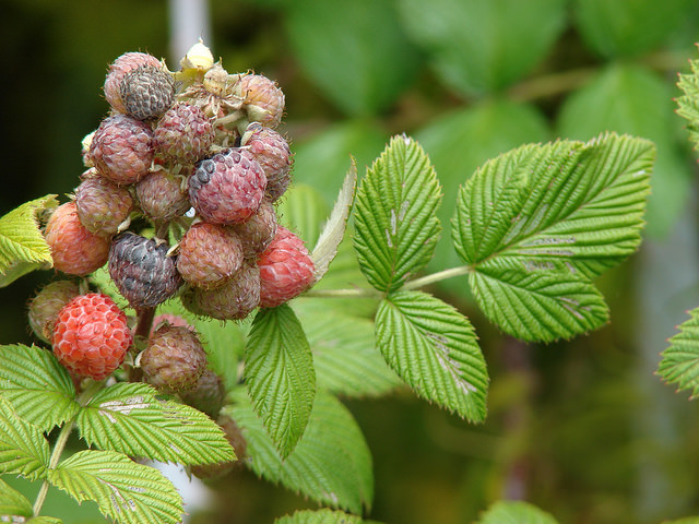 Rubus niveus