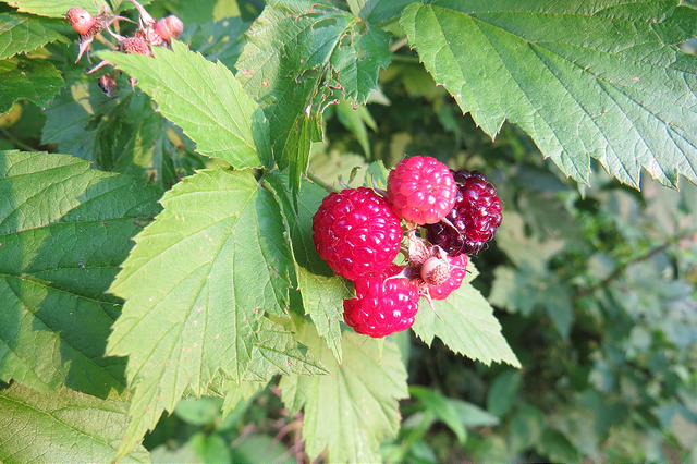 Rubus occidentalis