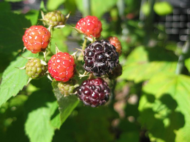 Rubus occidentalis