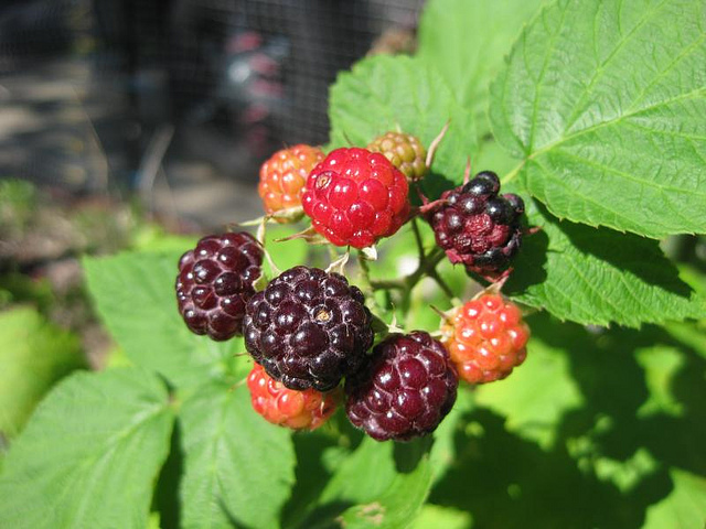 Rubus occidentalis