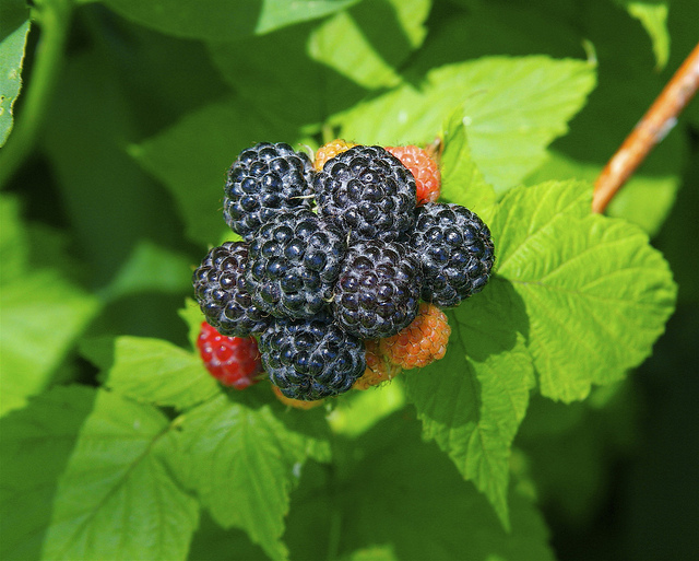 Rubus occidentalis
