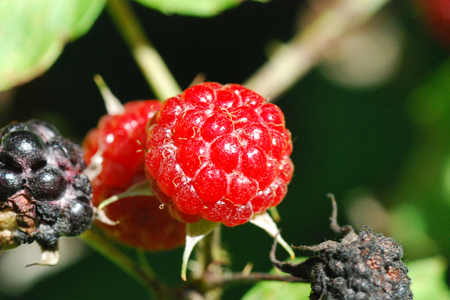 Rubus occidentalis