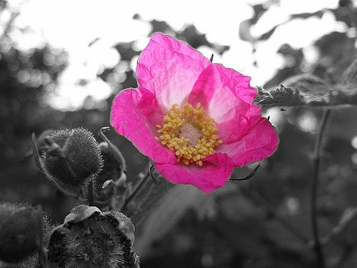 Rubus odoratus