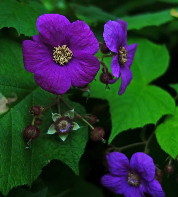 Rubus odoratus