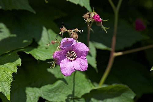Rubus odoratus