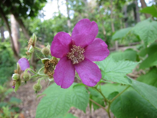 Rubus odoratus
