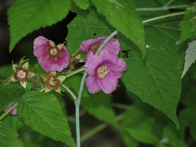 Rubus odoratus
